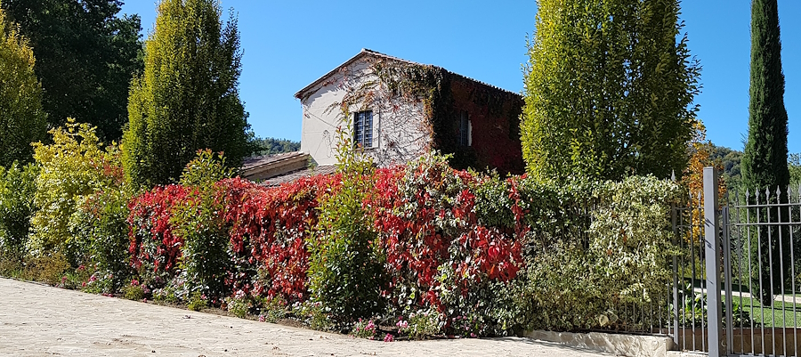 ristrutturazione_giardini_siepi